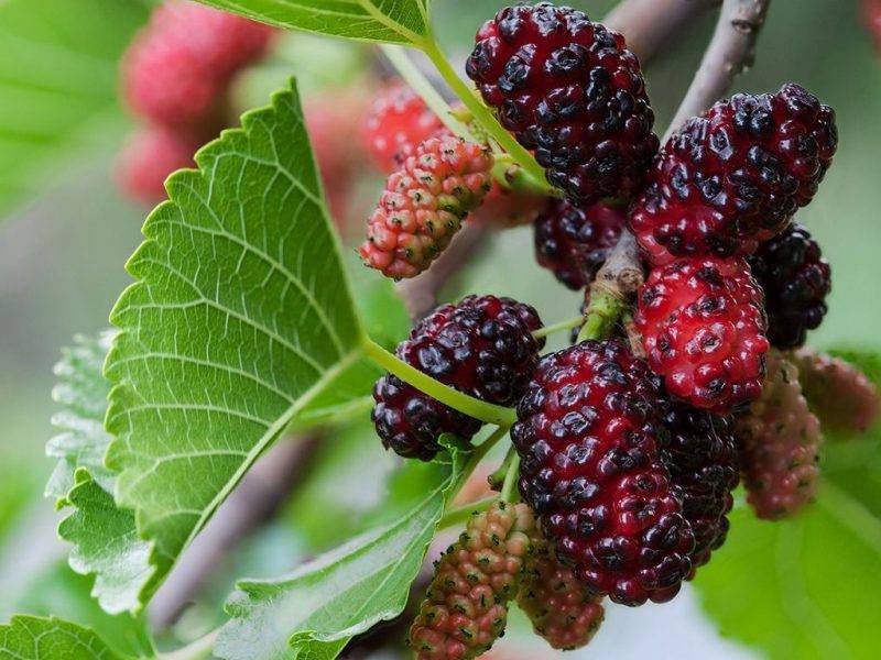 Шелковица купить саженцы из питомнике в Донском
