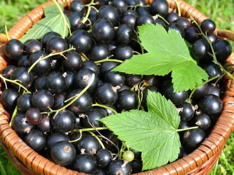Смородина купить саженцы из питомника в Донском