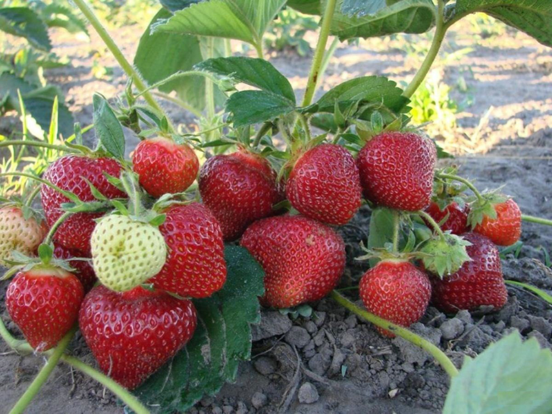 Клубника купить саженцы из питомника в Донском