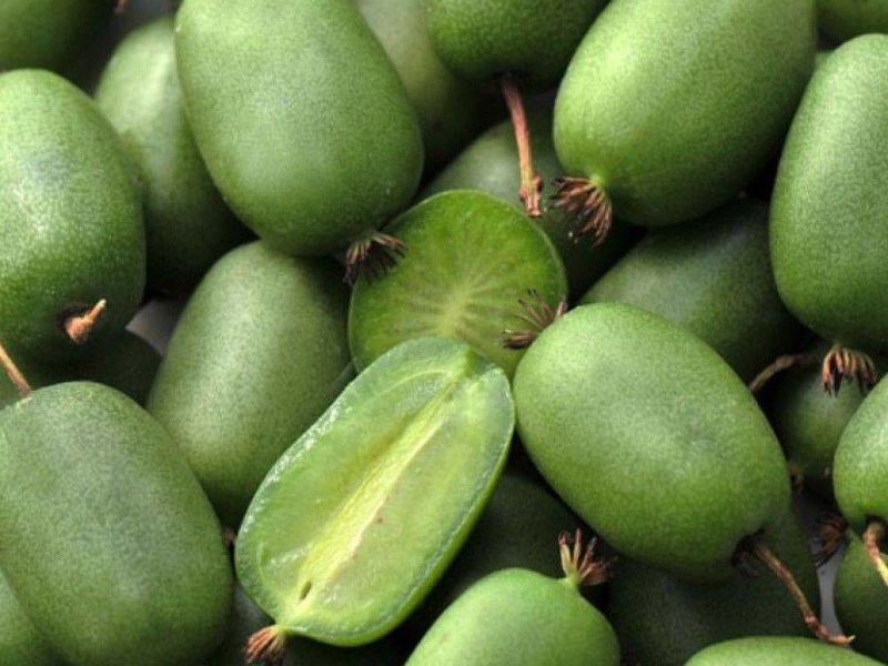 Актинидия купить саженцы из питомнике в Донском