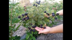 Ежевика "БЛЭК ДЖЕМ"