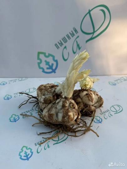 Лилия "НАЙТ РАЙДЕР" 3 штуки (размер 18/20)