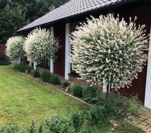 ХАКУРО НИШИКИ 2-х летний саженец