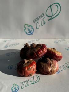 Гладиолус Блю Берд (5 шт. луковиц в упаковке)