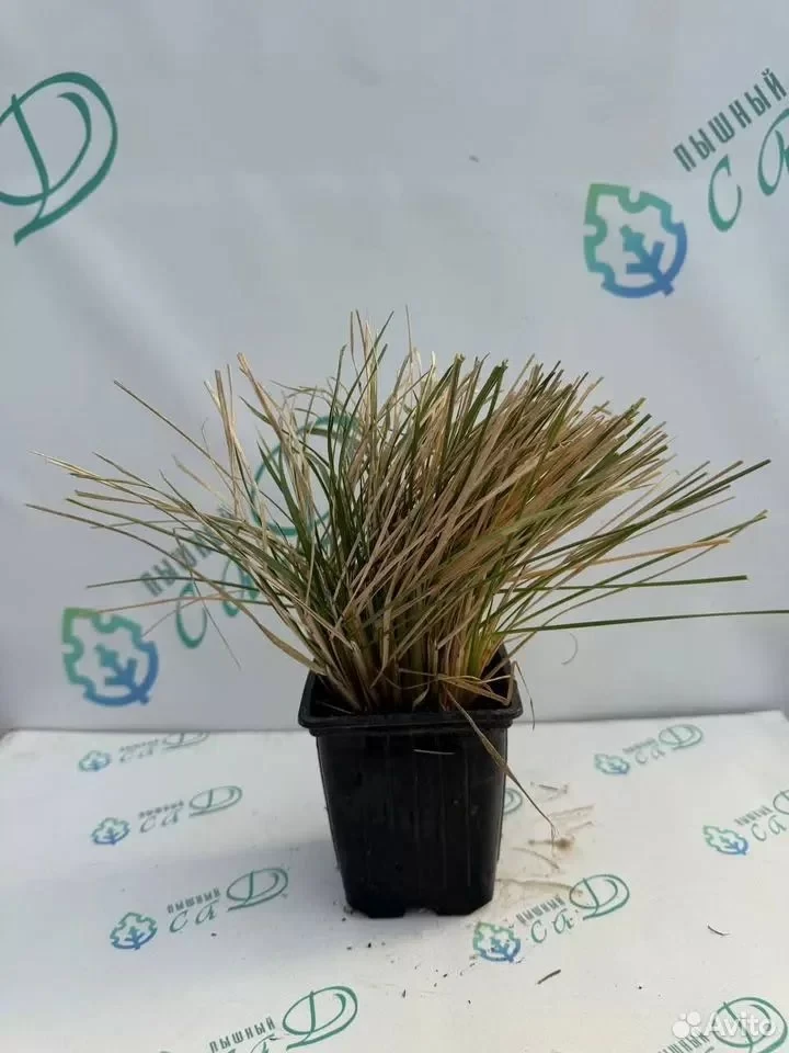Кортадерия Комплект Саженцев  красная, белая, фиолетовая, розовая