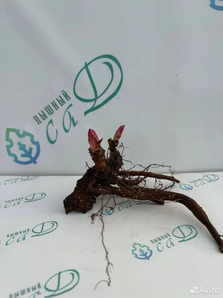 Пион "РАСБЕРИ САНДЕЙ"