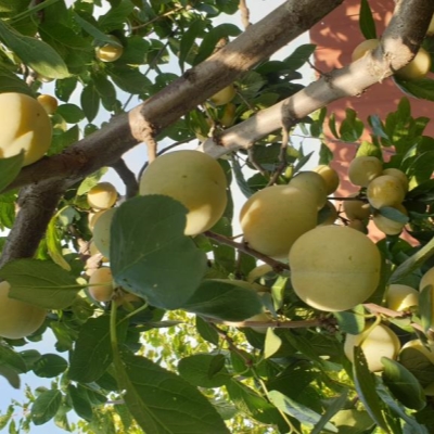 Слива "РЕНКЛОД РАННИЙ