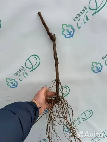 Виноград "КАБЕРНЕ КОРТИС"